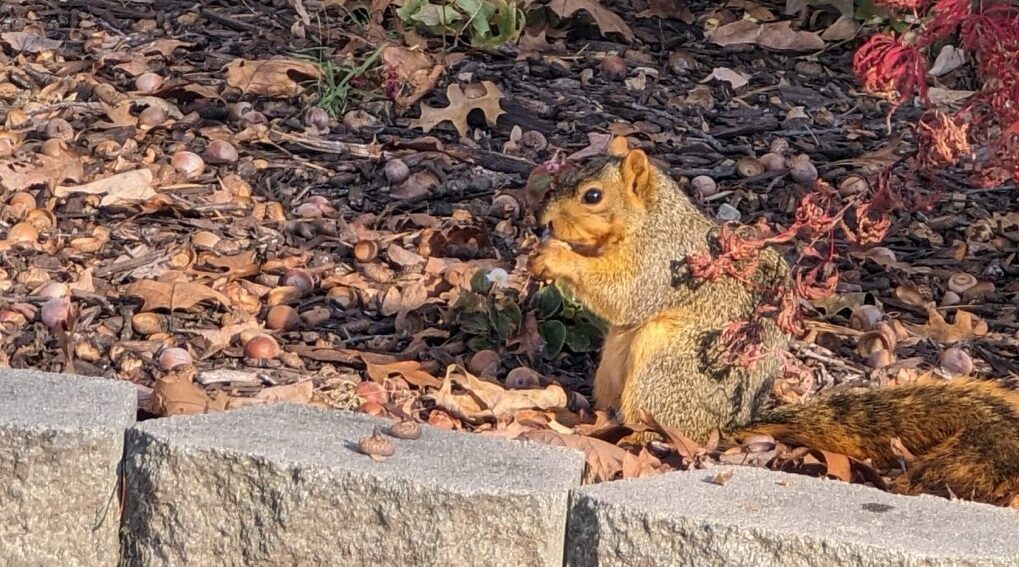 indy-squirrel-ground-crop